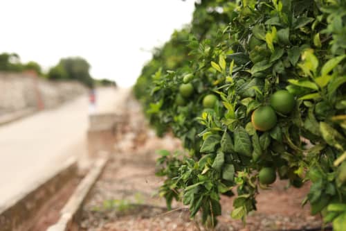 árbol de naranjas