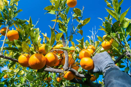 cuidado del trabajador agrícola