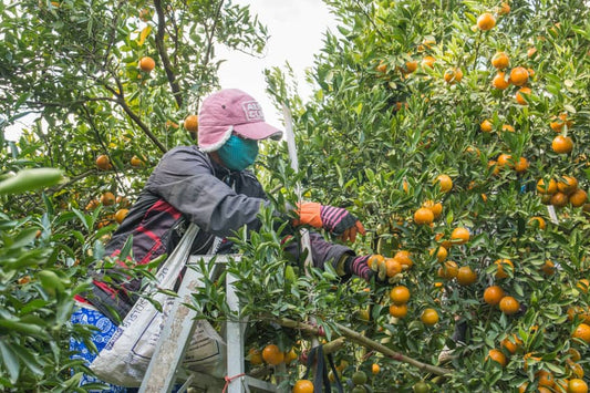 recogida de naranjas