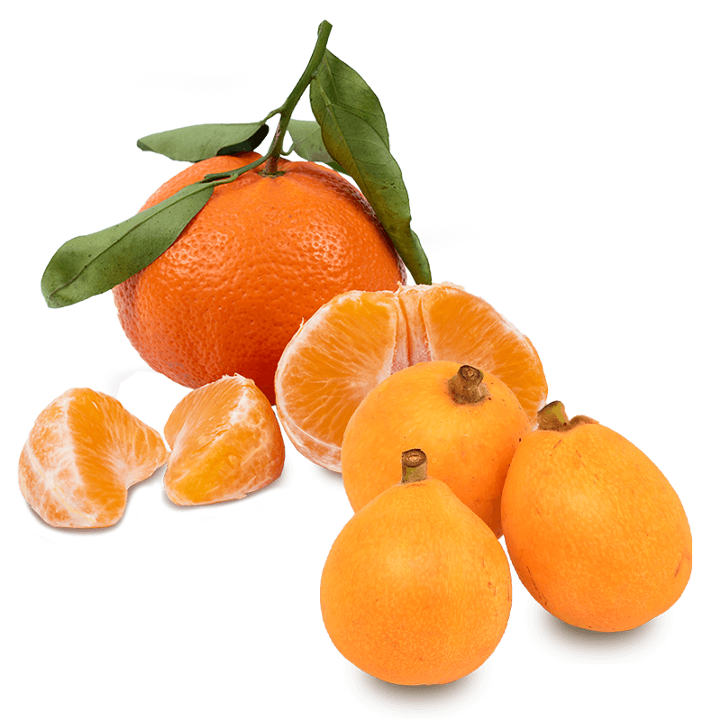 Exprimidores de naranjas 🍊, mandarinas y otros citricos