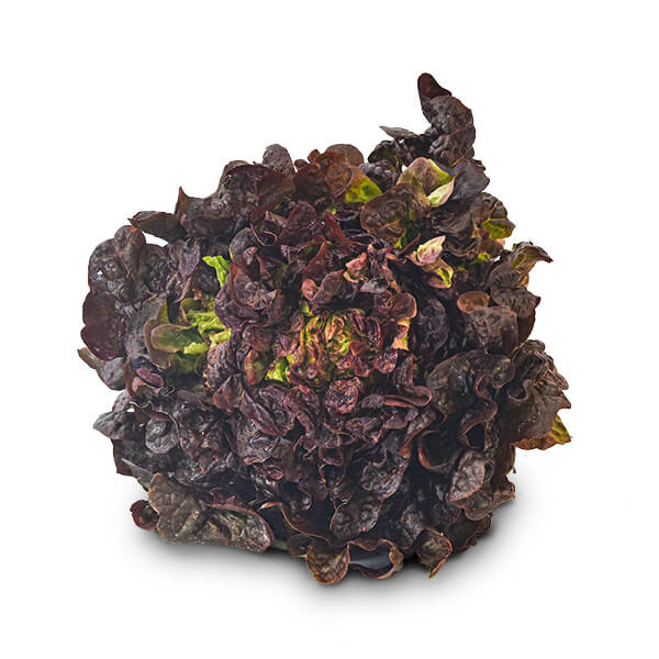 Lechuga Roja - FrutaMare