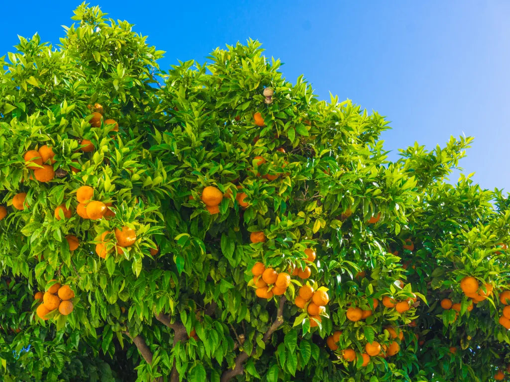 ¿Cómo convertir Naranjos en Mandarinos?