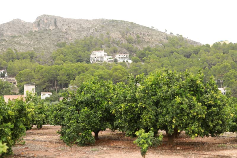naranjas de valencia