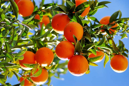 maduración de naranjas